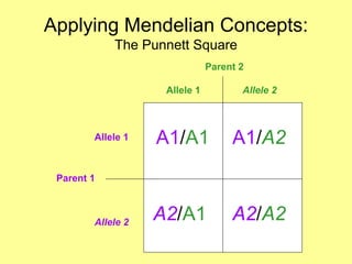 Applying Mendelian Concepts:
The Punnett Square
Parent 1
Allele 1
Allele 2
Allele 1 Allele 2
Parent 2
A1/A1 A1/A2
A2/A1 A2/A2
 