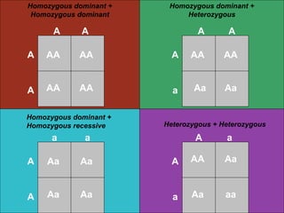 A
A
A A
AA AA
AA AA
A
a
A A
AA AA
Aa Aa
A
A
a a
Aa Aa
Aa Aa
A
A
a
a
AA Aa
Aa aa
Homozygous dominant +
Homozygous dominant
Homozygous dominant +
Heterozygous
Homozygous dominant +
Homozygous recessive Heterozygous + Heterozygous
 