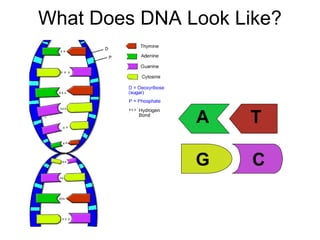 What Does DNA Look Like?
A T
G C
 