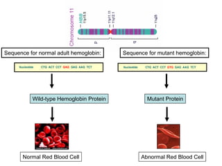 Sequence for normal adult hemoglobin: Sequence for mutant hemoglobin:
Wild-type Hemoglobin Protein Mutant Protein
Normal Red Blood Cell Abnormal Red Blood Cell
 