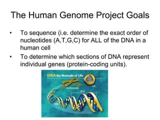 The Human Genome Project Goals
• To sequence (i.e. determine the exact order of
nucleotides (A,T,G,C) for ALL of the DNA in a
human cell
• To determine which sections of DNA represent
individual genes (protein-coding units).
 