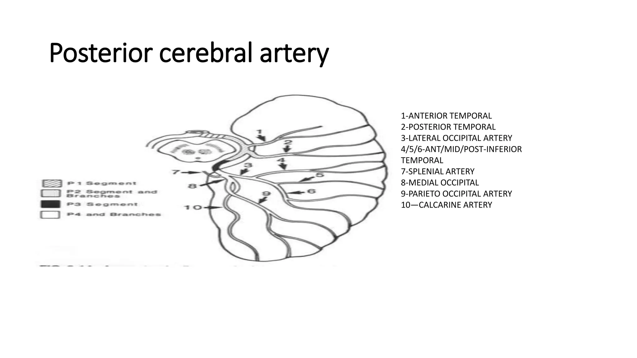 Posterior cerebral artery
1-ANTERIOR TEMPORAL
2-POSTERIOR TEMPORAL
3-LATERAL OCCIPITAL ARTERY
4/5/6-ANT/MID/POST-INFERIOR
TEMPORAL
7-SPLENIAL ARTERY
8-MEDIAL OCCIPITAL
9-PARIETO OCCIPITAL ARTERY
10—CALCARINE ARTERY
 