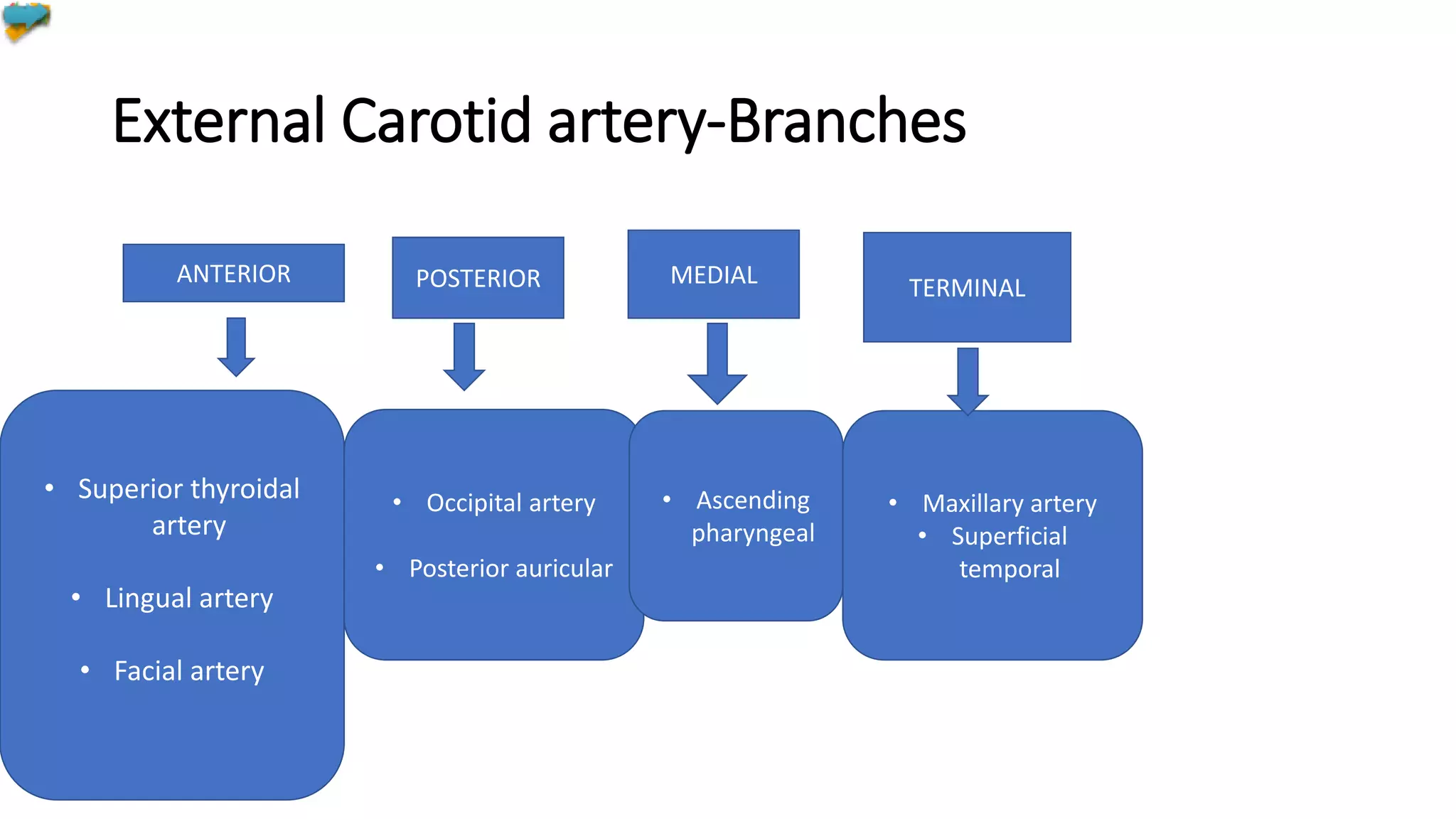External Carotid artery-Branches
ANTERIOR POSTERIOR MEDIAL TERMINAL
• Superior thyroidal
artery
• Lingual artery
• Facial artery
• Occipital artery
• Posterior auricular
• Ascending
pharyngeal
• Maxillary artery
• Superficial
temporal
 