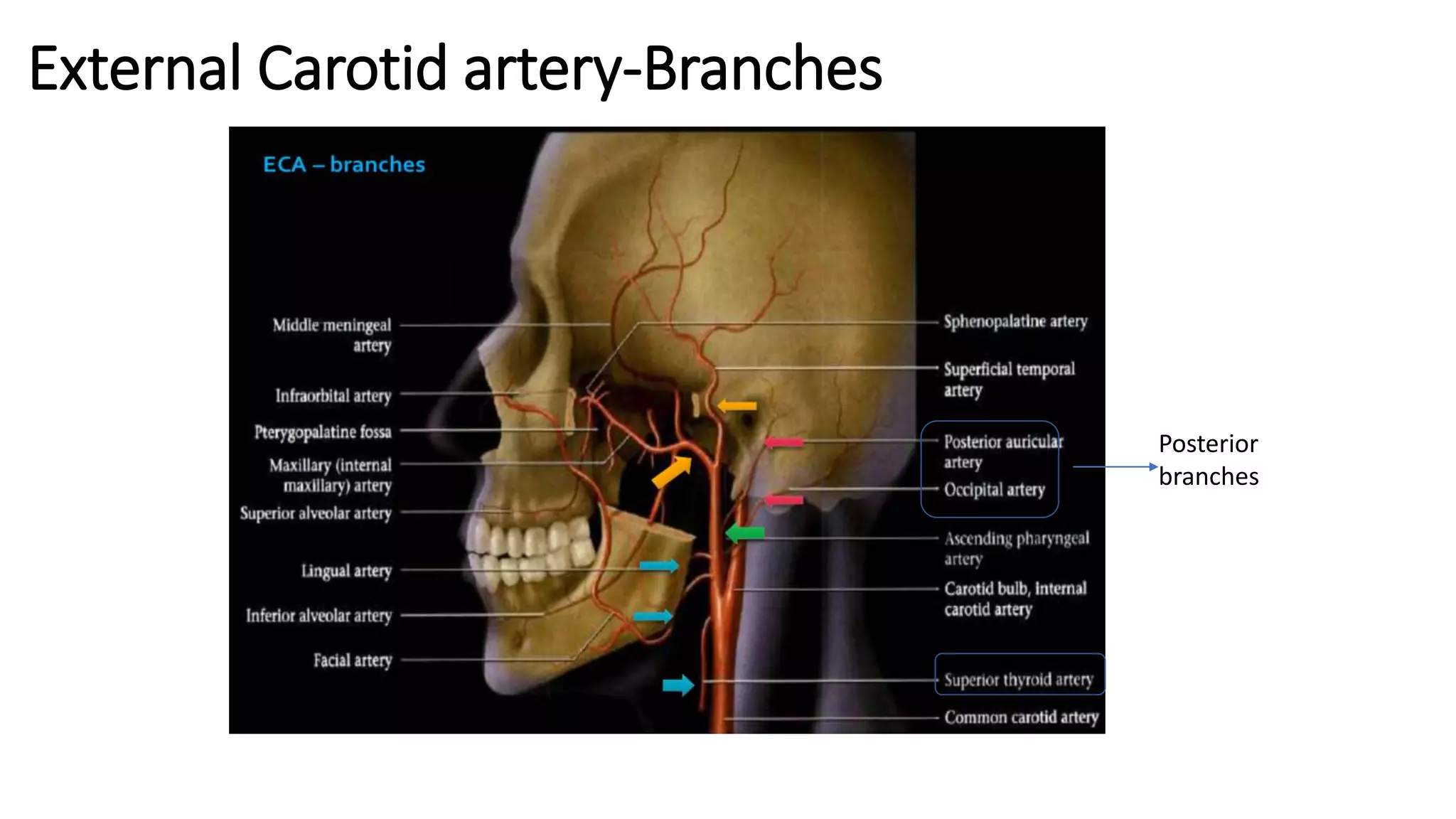 External Carotid artery-Branches
Posterior
branches
 