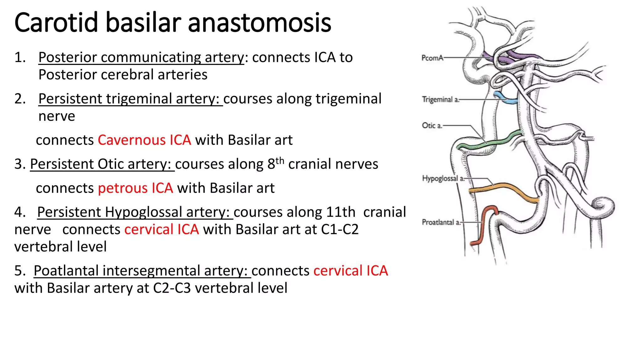 Carotid basilar anastomosis
1. Posterior communicating artery: connects ICA to
Posterior cerebral arteries
2. Persistent trigeminal artery: courses along trigeminal
nerve
connects Cavernous ICA with Basilar art
3. Persistent Otic artery: courses along 8th cranial nerves
connects petrous ICA with Basilar art
4. Persistent Hypoglossal artery: courses along 11th cranial
nerve connects cervical ICA with Basilar art at C1-C2
vertebral level
5. Poatlantal intersegmental artery: connects cervical ICA
with Basilar artery at C2-C3 vertebral level
 