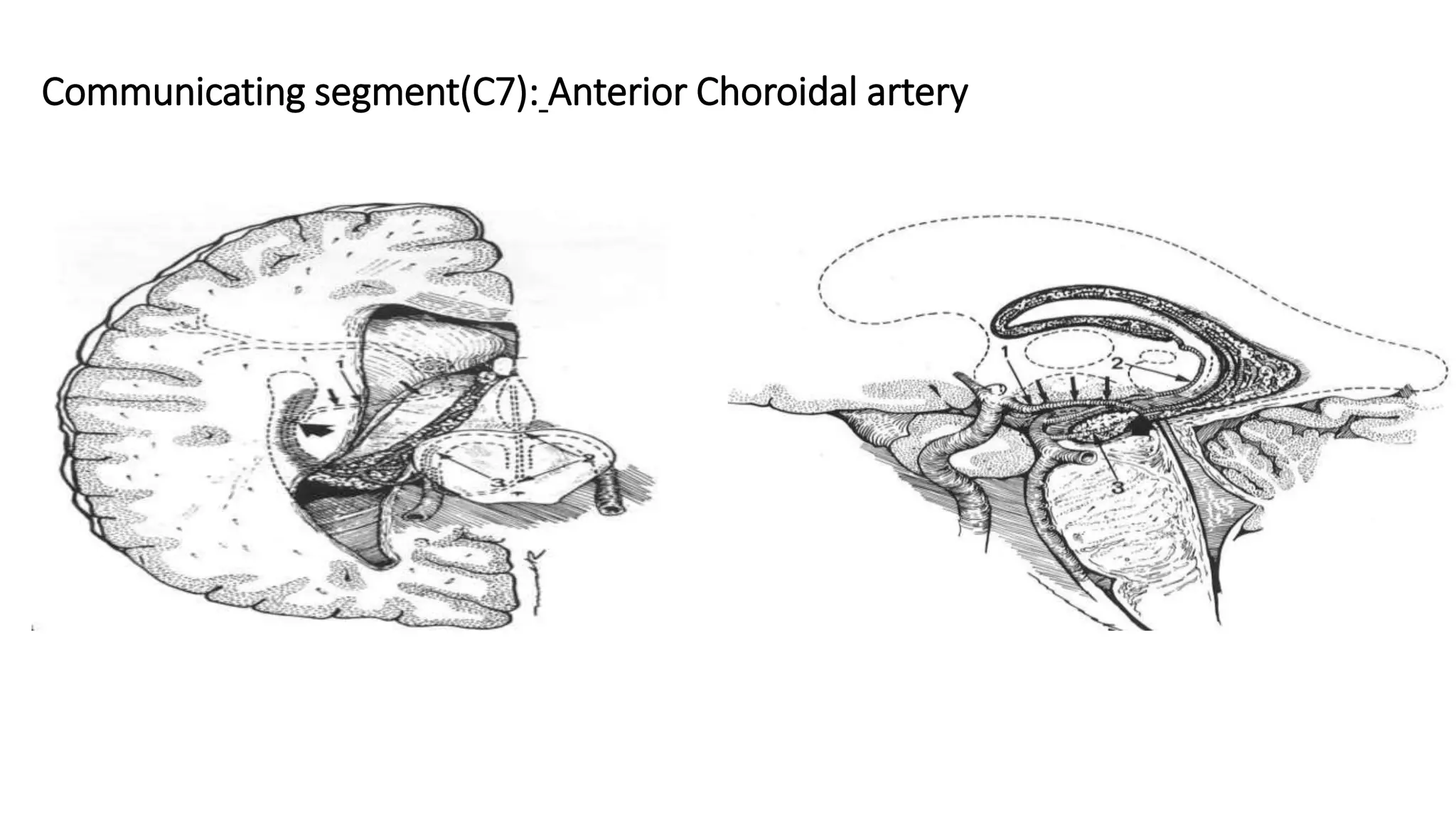 Communicating segment(C7): Anterior Choroidal artery
 