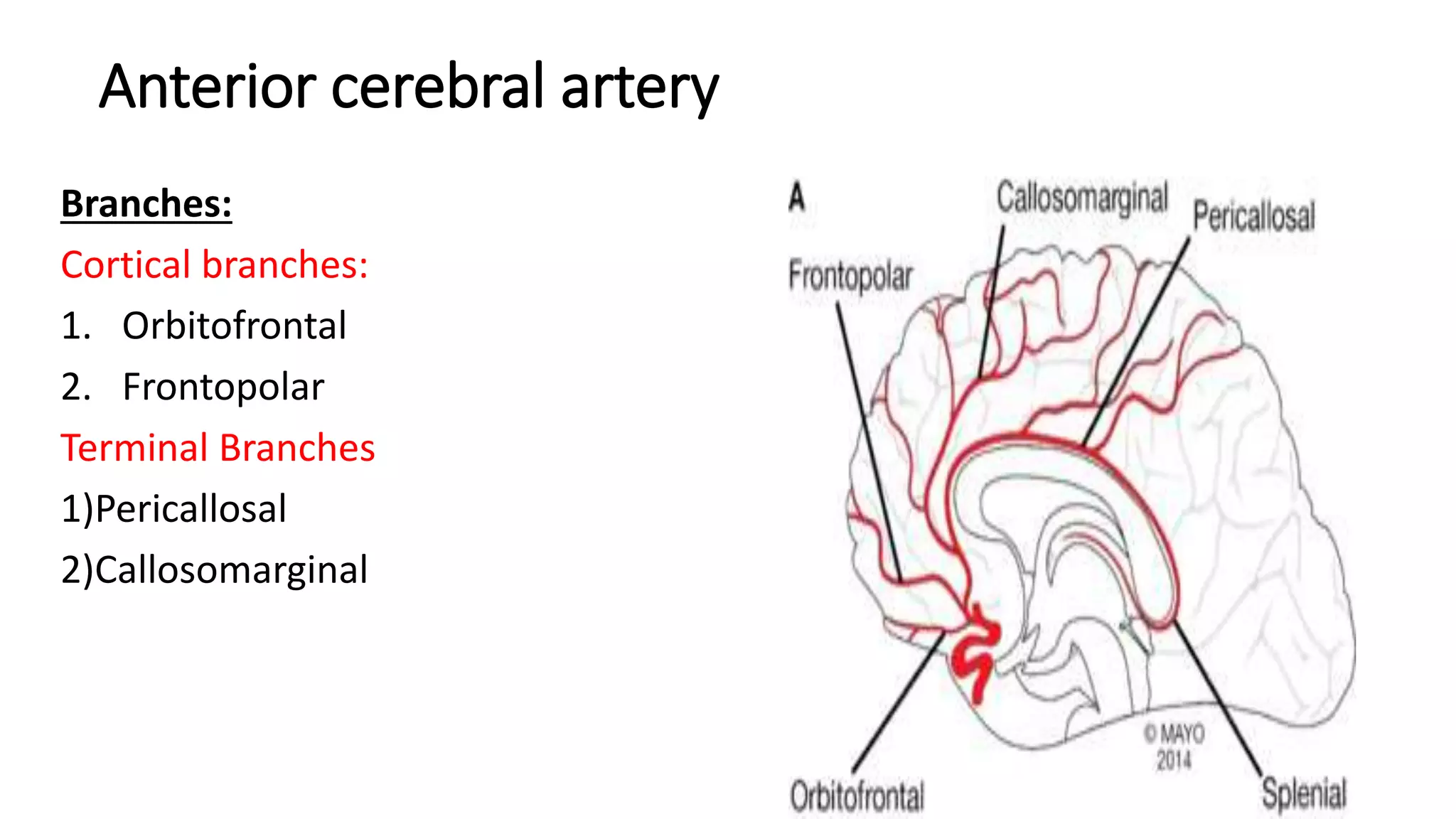 Anterior cerebral artery
Branches:
Cortical branches:
1. Orbitofrontal
2. Frontopolar
Terminal Branches
1)Pericallosal
2)Callosomarginal
 