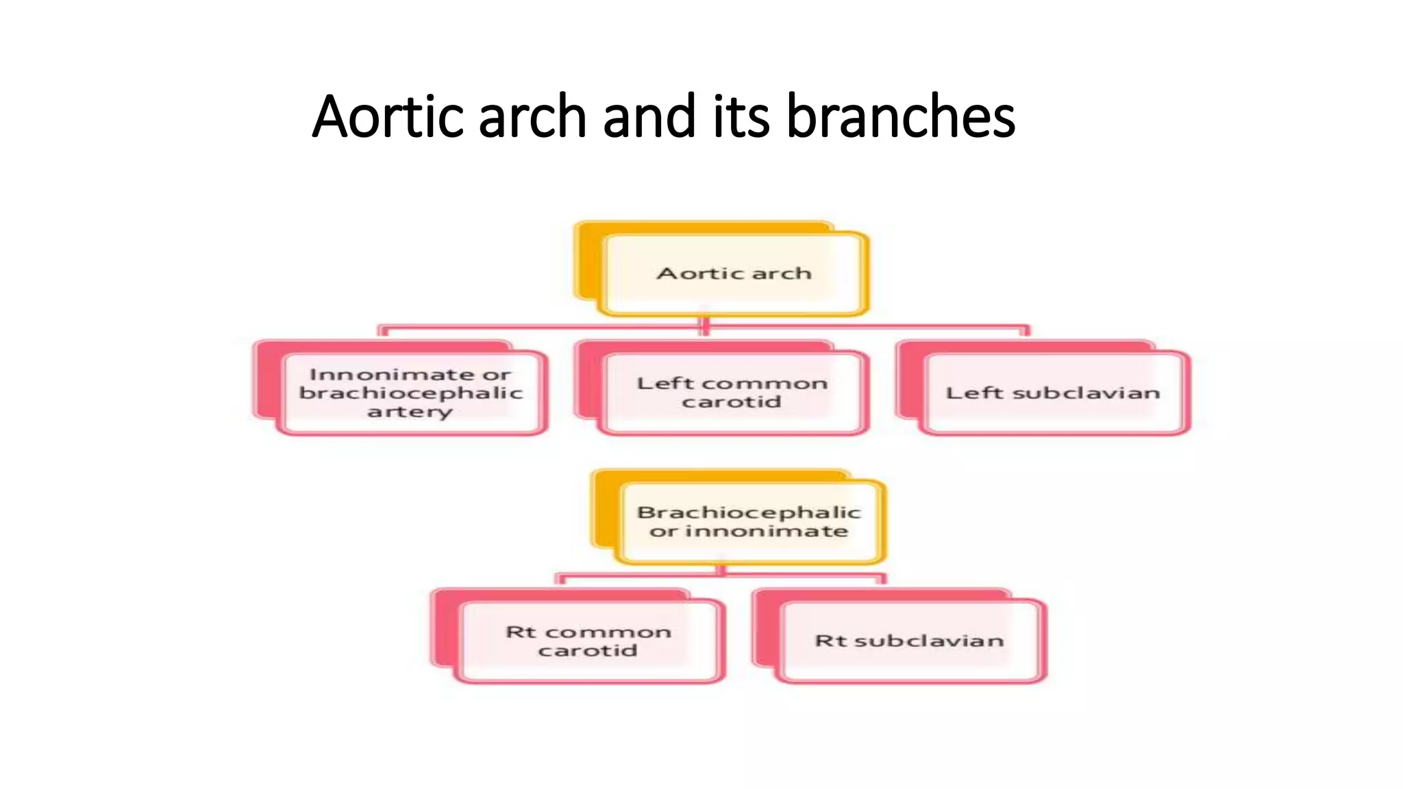 Aortic arch and its branches
 