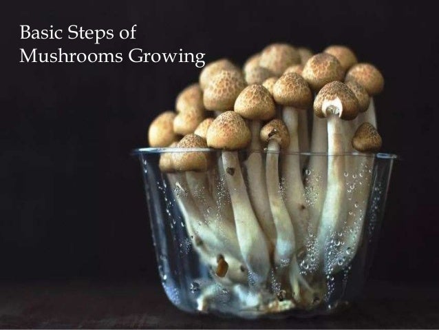 Basic Steps of
Mushrooms Growing
 