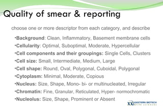 Background : Clean, Inflammatory, Basement membrane cells Cellularity : Optimal, Suboptimal, Moderate, Hypercellular Cell components and their groupings:  Single Cells, Clusters Cell size:  Small, Intermediate, Medium, Large Cell shape:  Round, Oval, Polygonal, Cuboidal, Polygonal Cytoplasm:  Minimal, Moderate, Copious Nucleus:  Size, Shape, Mono- bi- or multinucleated, Irregular Chromatin:   Fine, Granular, Reticulated, Hyper- normochromatic Nucleolus:  Size, Shape, Prominent or Absent Quality of smear & reporting choose one or more descriptor from each category, and describe 