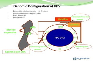 E pisomal (circular) configuration - into 3 regions: Upstream Regulatory Region (URR) Early Region (E) Late Region (L) Genomic Configuration of HPV URR L1 L2 E1 E2 E3 E4 E5 E6 E7 High-Risk Low-Risk pRb  p53  Epithelial cell DNA  Blocked expression  HPV DNA  Regulatory gene   Transcription into host genome   Transforming into host genome   