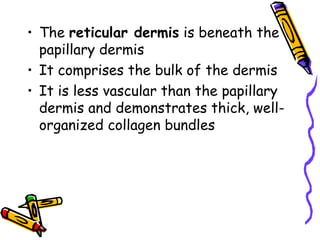 Skins Reticular Example Basic structure and functions of the skin.ppt