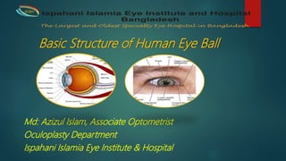 Basic Structure of Human Eye Ball
Md: Azizul Islam, Associate Optometrist
Oculoplasty Department
Ispahani Islamia Eye Institute & Hospital
IIEI&H
 