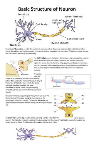 Basic Structure of Neuron
Function of Dendrites. In order for neurons to become active, they must receive action potentials or other
stimuli. Dendrites are the structures on the neuron that receive electrical messages. These messages come in
two basic forms: excitatory and inhibitory.
The Cell body(soma) isthe factoryof the neuron.Itproducesall the proteins
for the dendrites,axonsandsynapticterminalsandcontainsspecialized
organellessuchasthe mitochondria,Golgi apparatus,endoplasmic reticulum,
secretorygranules,ribosomesandpolysomestoprovide energyandmake the
parts,as well asa productionline toassemblethe partsintocompleted
products.
The action
potential
travels from one location in the cell to another,
but ion flow across the membrane occurs only at
the nodes of Ranvier. As a result, the action
potential signal jumps along the axon,
from node to node, rather than propagating
smoothly, as they do in axons that lack a myelin
sheath.
Neurotransmitters are packaged into synaptic vesicles that
cluster beneath the axon terminal membrane on the
presynaptic side of a synapse. The axonal terminals are
specialized to release the electrical impulse of the presynaptic
cell.
An axon (from Greek ἄξων áxōn, axis), is a long, slender projection of a nerve cell, or
neuron, that typically conducts electrical impulses away from the neuron's cell body. Myelinated axons are
known as nerve fibers. The function of the axon is to transmit inform
 