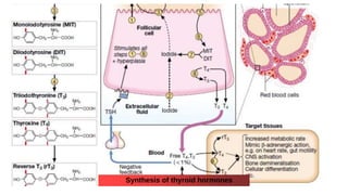 Synthesis of thyroid hormones
 