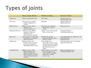 basic sturucture of human skeleton.pptx