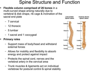 basic sturucture of human skeleton.pptx