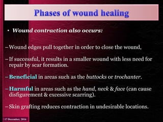 • Wound contraction also occurs:
–Wound edges pull together in order to close the wound,
–If successful, it results in a smaller wound with less need for
repair by scar formation.
–Beneficial in areas such as the buttocks or trochanter.
–Harmful in areas such as the hand, neck & face (can cause
disfigurement & excessive scarring).
–Skin grafting reduces contraction in undesirable locations.
 