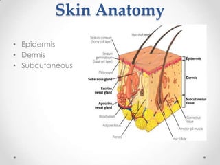 Skin Anatomy
• Epidermis
• Dermis
• Subcutaneous
 