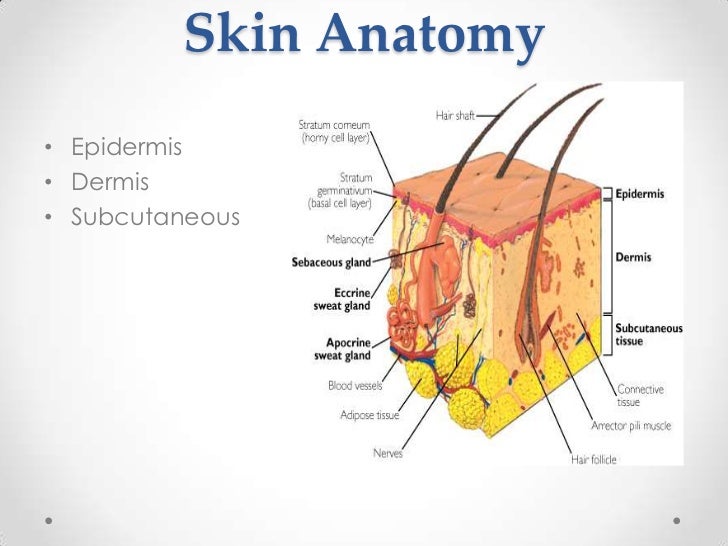 What Is A Suture In Anatomy - Anatomy Diagram Book