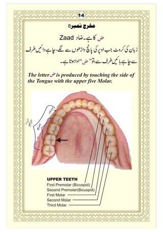 Deepest part of Tongue
Middle part of Tongue
Sides of the Tongue
Head of the Tongue
Tip of the Tongue
16
Middle partMiddle...