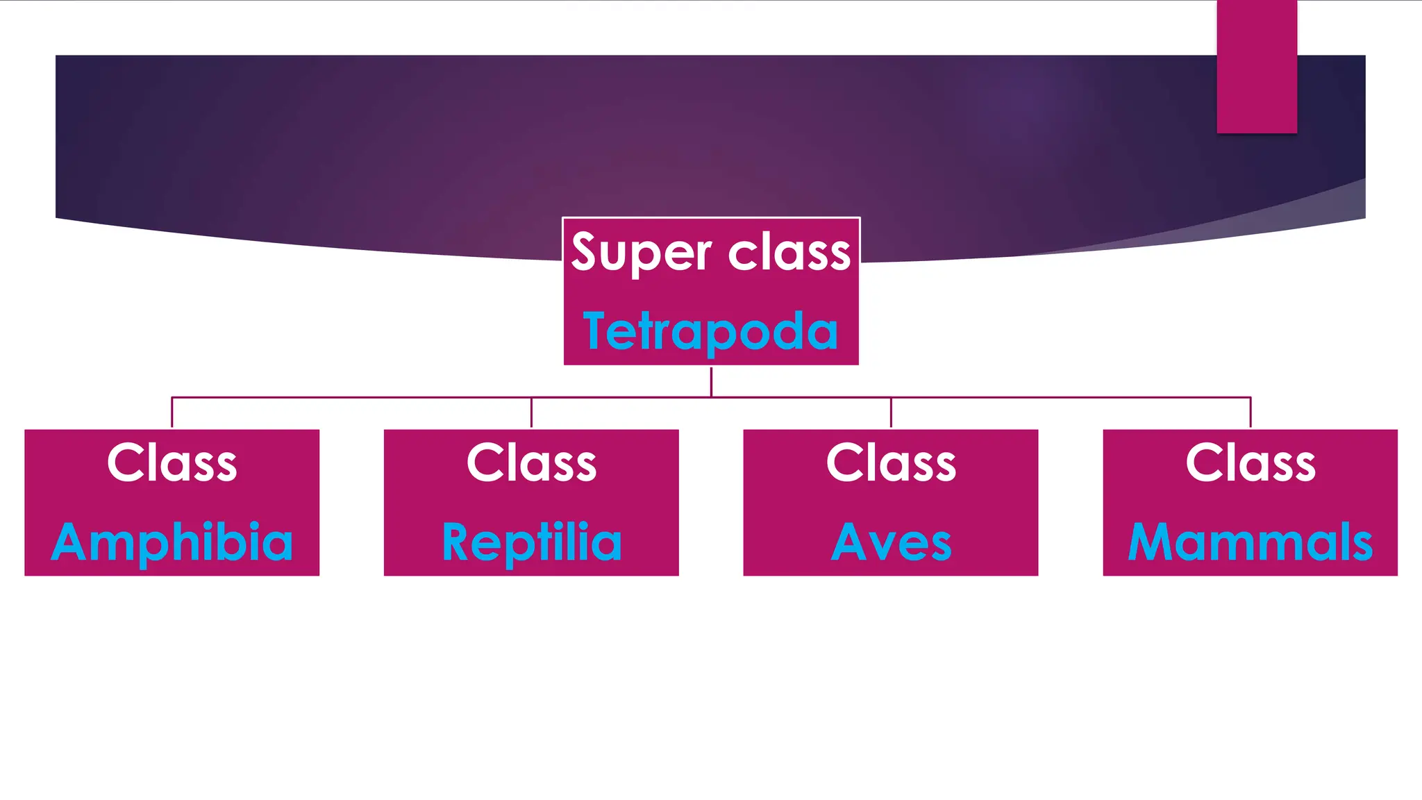 Super class
Tetrapoda
Class
Amphibia
Class
Reptilia
Class
Aves
Class
Mammals