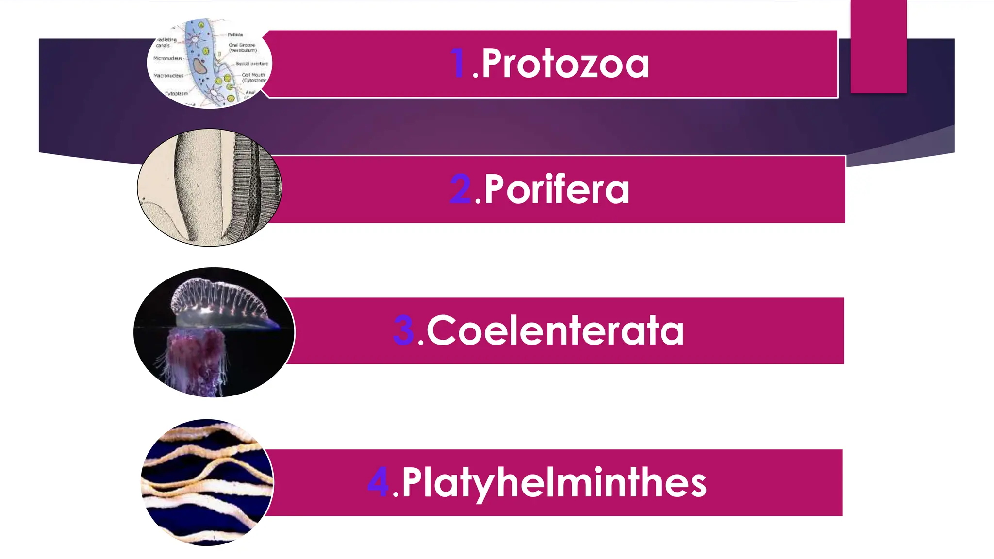 1.Protozoa
2.Porifera
3.Coelenterata
4.Platyhelminthes