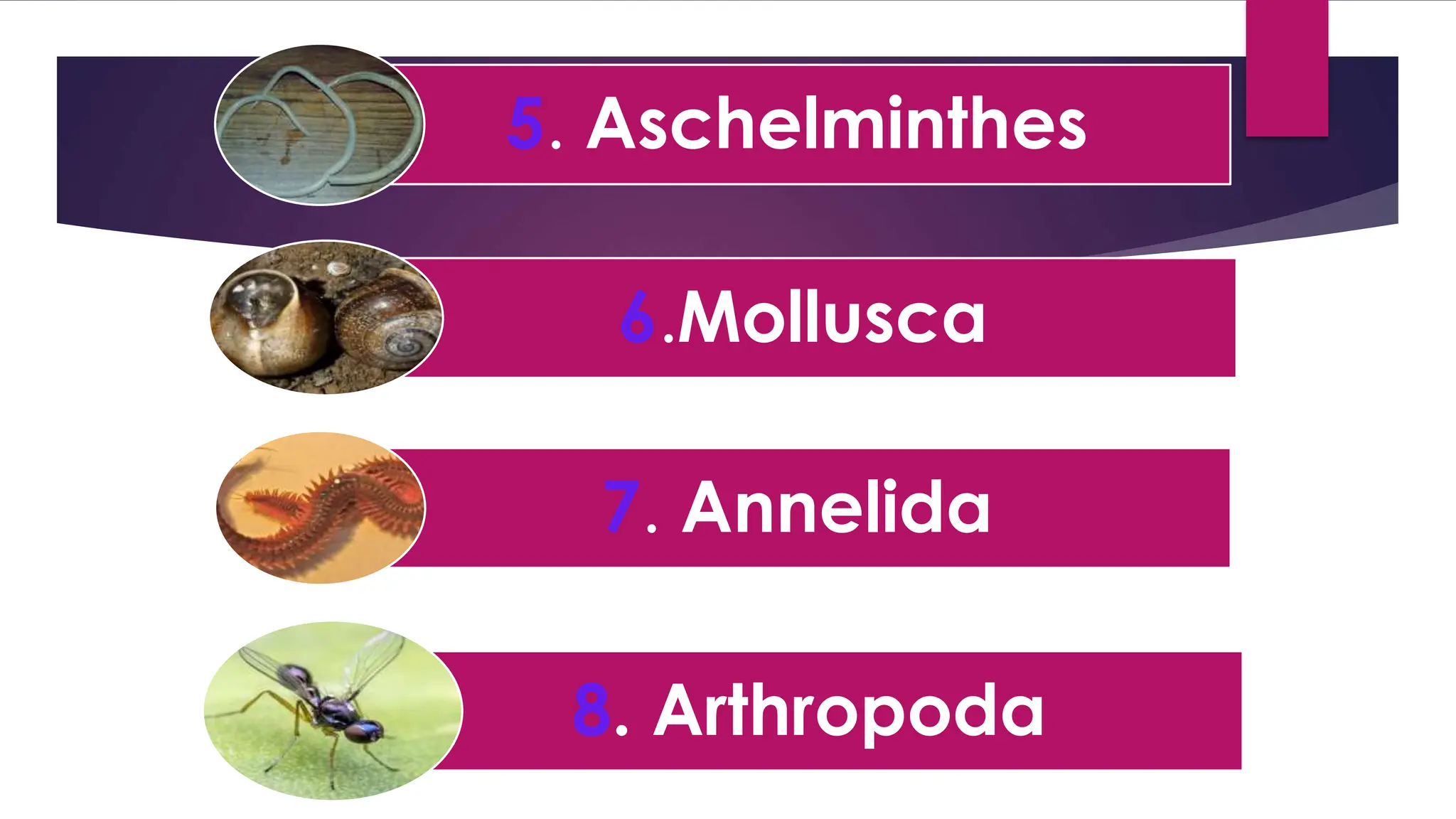 5. Aschelminthes
6.Mollusca
7. Annelida
8. Arthropoda