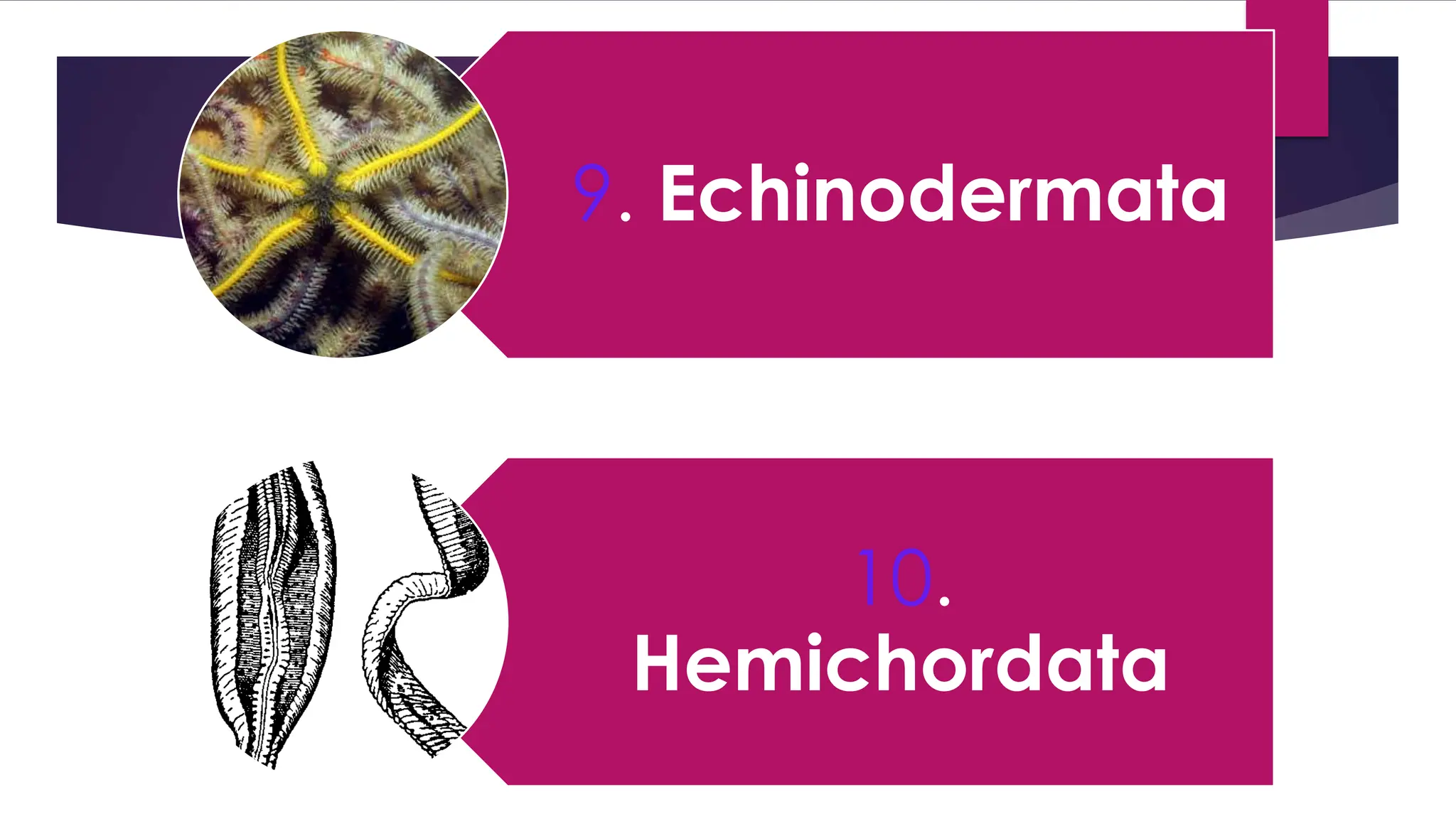 9. Echinodermata
10.
Hemichordata