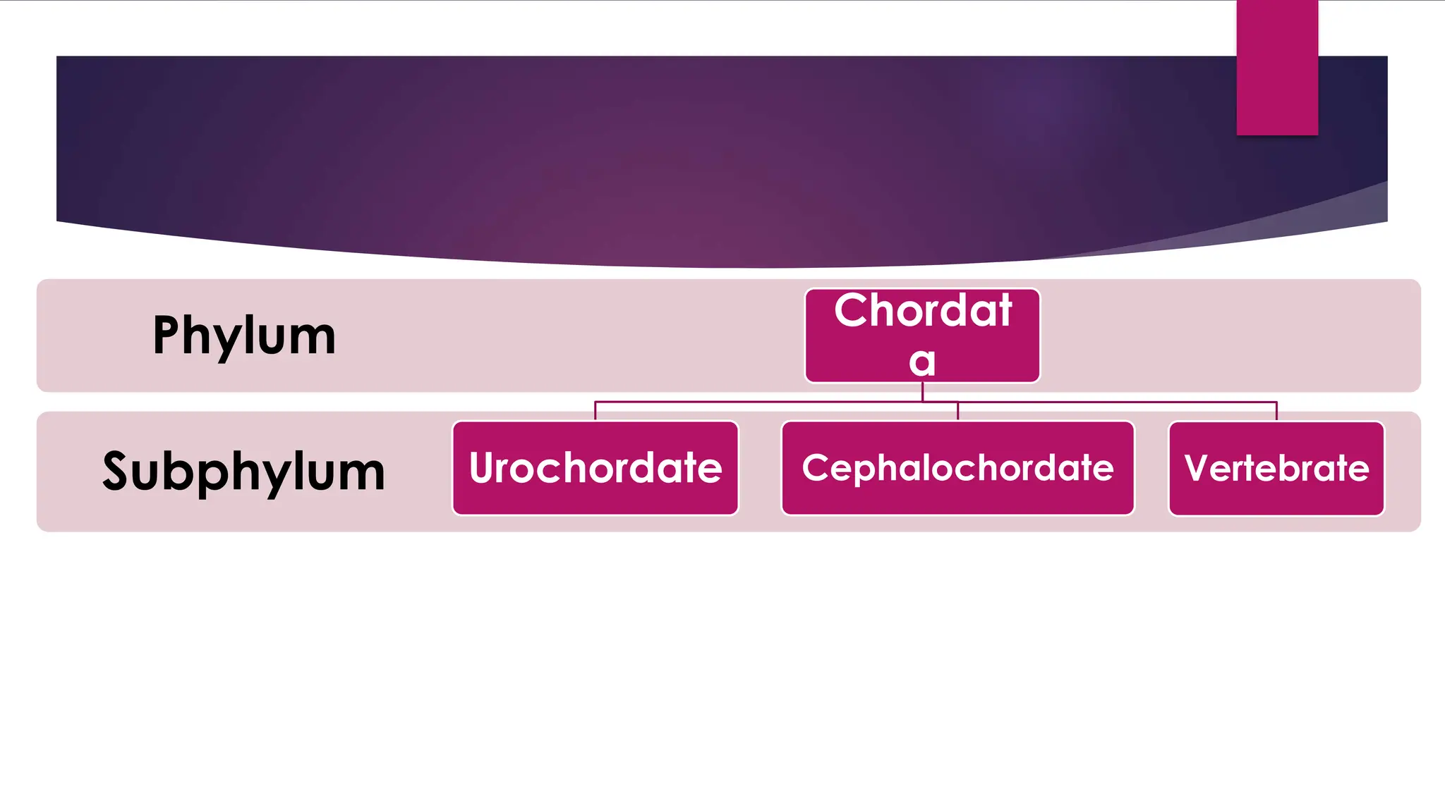 Subphylum
Phylum
Chordat
a
Urochordate Cephalochordate Vertebrate