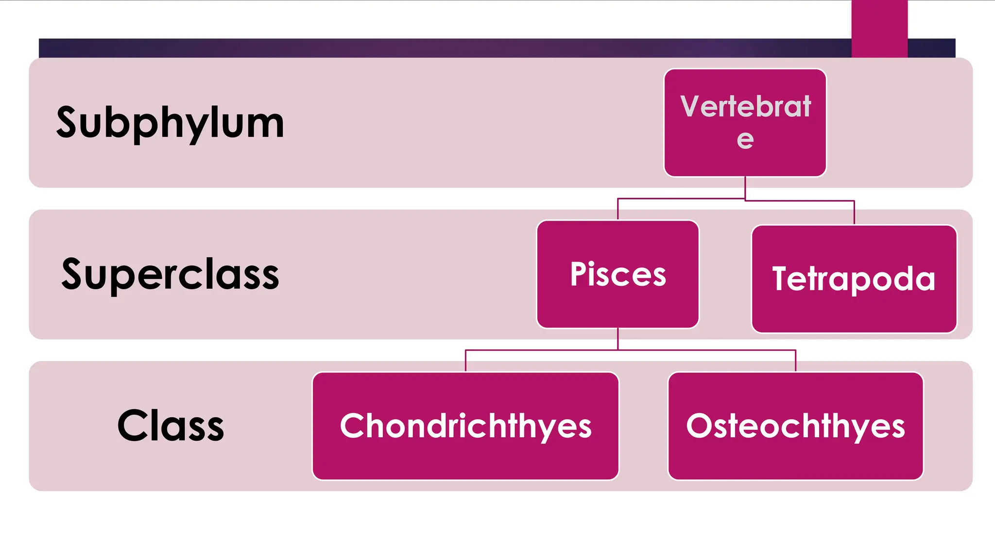 Class
Superclass
Subphylum Vertebrat
e
Pisces
Chondrichthyes Osteochthyes
Tetrapoda