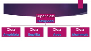 Super class
Tetrapoda
Class
Amphibia
Class
Reptilia
Class
Aves
Class
Mammals
 