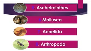 5. Aschelminthes
6.Mollusca
7. Annelida
8. Arthropoda
 