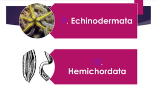 9. Echinodermata
10.
Hemichordata
 