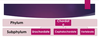 Subphylum
Phylum
Chordat
a
Urochordate Cephalochordate Vertebrate
 