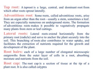 basic terminology of plant physiology.pptx