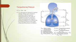 Transpulmonary Pressure
 PL = Palv − Ppl
 PL is the pressure required to maintain
alveolar inflation and is therefore
sometimes called the alveolar
distending pressure. All modes of
ventilation increase PL inspiration,
either by decreasing Ppl (negative
pressure ventilators) or increasing Palv
by increasing pressure at the upper
airway (positive pressure ventilators).
 