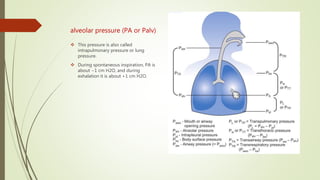 alveolar pressure (PA or Palv)
 This pressure is also called
intrapulmonary pressure or lung
pressure.
 During spontaneous inspiration, PA is
about −1 cm H2O, and during
exhalation it is about +1 cm H2O.
 