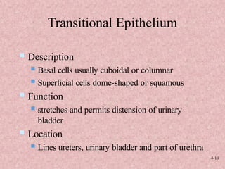Basic histology tissues of human for medical students | PPTX