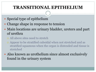 Basic Tissues 1.pptx
