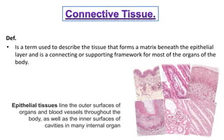 Basic tissue types (2)( Connective tissue ) | PDF