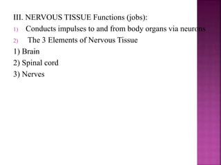 Basic tissue types in the human body | PPTX