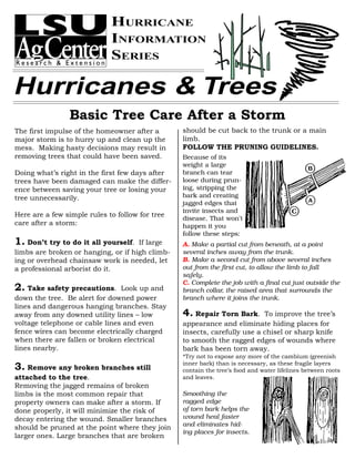 HURRICANE
                             INFORMATION
                             SERIES

Hurricanes & Trees
                Basic Tree Care After a Storm
The first impulse of the homeowner after a       should be cut back to the trunk or a main
major storm is to hurry up and clean up the      limb.
mess. Making hasty decisions may result in       FOLLOW THE PRUNING GUIDELINES.
removing trees that could have been saved.       Because of its
                                                 weight a large
Doing what’s right in the first few days after   branch can tear
trees have been damaged can make the differ-     loose during prun-
ence between saving your tree or losing your     ing, stripping the
tree unnecessarily.                              bark and creating
                                                 jagged edges that
                                                 invite insects and
Here are a few simple rules to follow for tree
                                                 disease. That won’t
care after a storm:                              happen it you
                                                 follow these steps:
1. Don’t try to do it all yourself.  If large    A. Make a partial cut from beneath, at a point
limbs are broken or hanging, or if high climb-   several inches away from the trunk.
ing or overhead chainsaw work is needed, let     B. Make a second cut from above several inches
a professional arborist do it.                   out from the first cut, to allow the limb to fall
                                                 safely.
                                                 C. Complete the job with a final cut just outside the
2. Take safety precautions.     Look up and      branch collar, the raised area that surrounds the
down the tree. Be alert for downed power         branch where it joins the trunk.
lines and dangerous hanging branches. Stay
away from any downed utility lines – low         4. Repair Torn Bark.     To improve the tree’s
voltage telephone or cable lines and even        appearance and eliminate hiding places for
fence wires can become electrically charged      insects, carefully use a chisel or sharp knife
when there are fallen or broken electrical       to smooth the ragged edges of wounds where
lines nearby.                                    bark has been torn away.
                                                 *Try not to expose any more of the cambium (greenish
                                                 inner bark) than is necessary, as these fragile layers
3. Remove any broken branches still              contain the tree’s food and water lifelines between roots
attached to the tree.                            and leaves.
Removing the jagged remains of broken
limbs is the most common repair that             Smoothing the
property owners can make after a storm. If       ragged edge
done properly, it will minimize the risk of      of torn bark helps the
decay entering the wound. Smaller branches       wound heal faster
                                                 and eliminates hid-
should be pruned at the point where they join
                                                 ing places for insects.
larger ones. Large branches that are broken
 