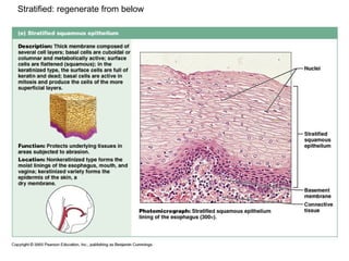 Stratified: regenerate from below
 