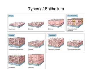 Types of Epithelium
 