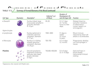 Summary of Formed Elements
Table 17.2
 