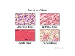 Types of Human Tissues