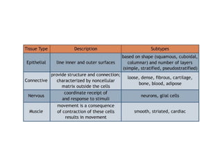 Types of Human Tissues