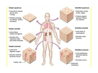 Types of Human Tissues
