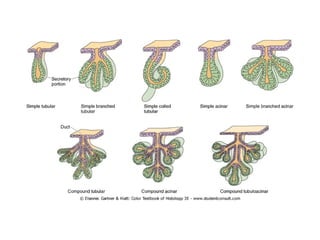 Types of Human Tissues